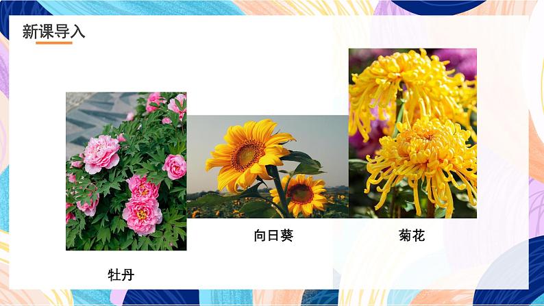 浙美版美术五年级下册第十一课《植物写生》课件第5页