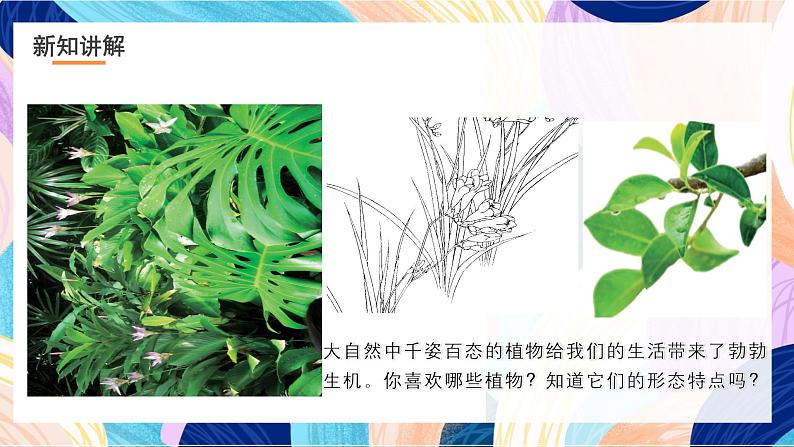 浙美版美术五年级下册第十一课《植物写生》课件第7页