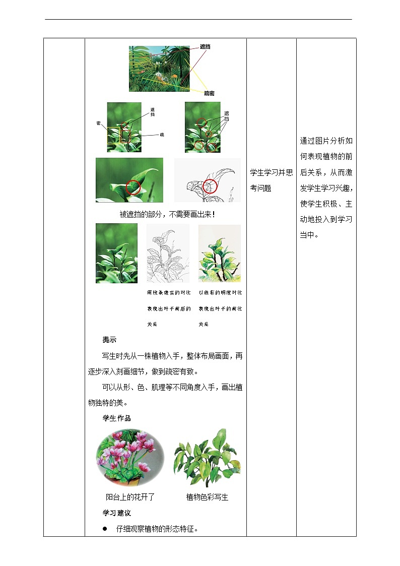 浙美版美术五年级下册第十一课《植物写生》教案第2页