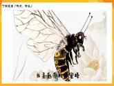 【新课标】岭南版美术三年级上册7《可爱的水墨昆虫》课件+教案