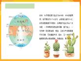 【新課標】嶺南版美術三年級上冊14《奇特的熱帶植物》課件+教案
