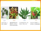 【新課標】嶺南版美術三年級上冊14《奇特的熱帶植物》課件+教案
