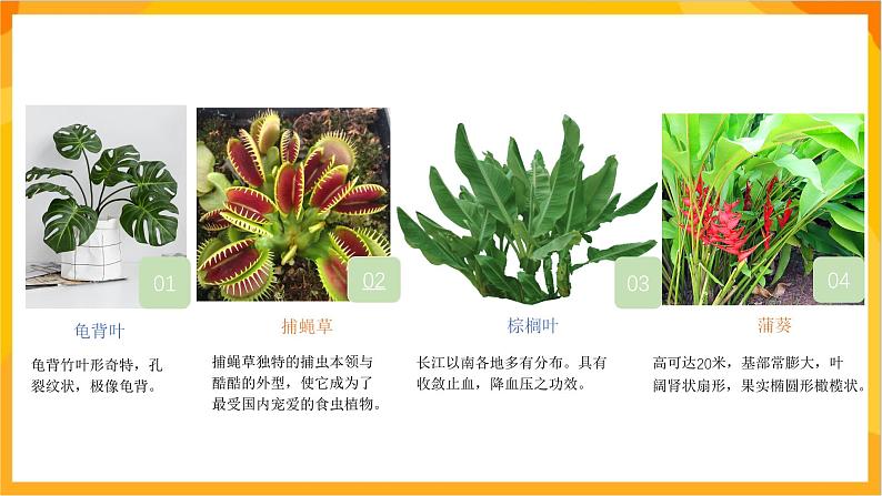 【新课标】岭南版美术三年级上册14《奇特的热带植物》课件第5页