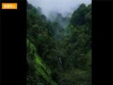 【新課標】嶺南版美術三年級上冊15《茂密的山林》課件+教案