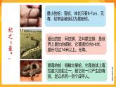 【新課標(biāo)】嶺南版美術(shù)二年級(jí)上冊(cè)6《可愛的玩具蛇》課件+教案