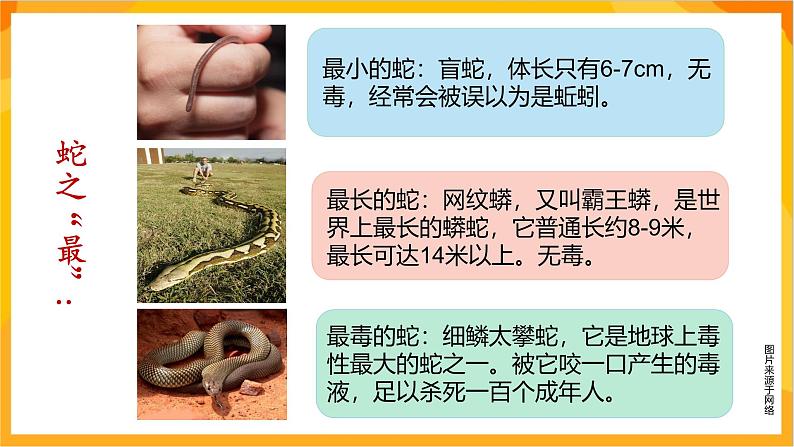 【新课标】岭南版美术二年级上册6《可爱的玩具蛇》课件第3页