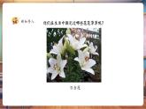 【核心素養(yǎng)優(yōu)質(zhì)課】人美版美術(shù)一下第2單元第1課《花花草草》課件+同步教案+素材
