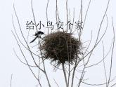 新辽海版小学美术 一年级下册 5-15*《给小鸟安个家》课件