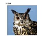 新辽海版小学美术 一年级下册 5-15*《给小鸟安个家》课件