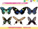 新辽海版小学美术 一年级下册 4-11*《会飞的花朵》课件