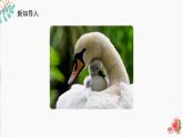辽海版小学美术四年级下册 4-12《母与子》课件