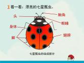 辽海版小学美术 二年级下册 2-6《七星瓢虫衣裳美》教学课件