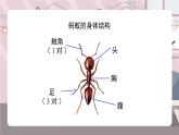 辽海版小学美术 二年级下册 2-5《小蚂蚁搬家》课件