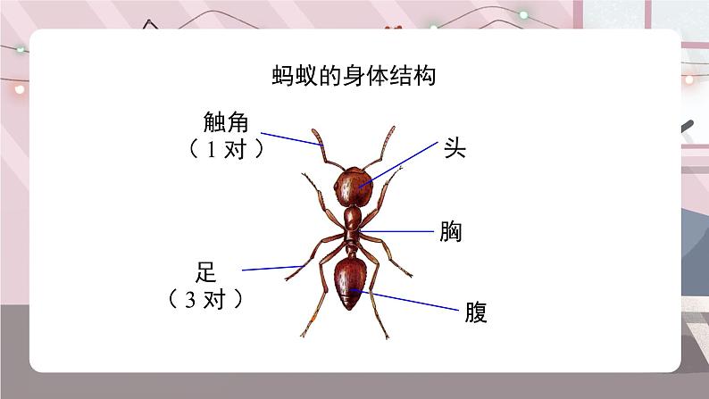 辽海版小学美术 二年级下册 2-5《小蚂蚁搬家》课件第4页