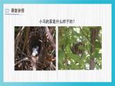 人教版（2024）小學(xué)美術(shù) 第12課《小鳥的家》課件