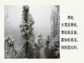 人教版小學(xué)美術(shù) 五年級下冊 第11課《學(xué)畫松樹》課件
