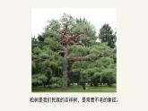 人教版小學(xué)美術(shù) 五年級下冊 第11課《學(xué)畫松樹》課件