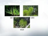 人教版小學(xué)美術(shù) 五年級下冊 第11課《學(xué)畫松樹》課件
