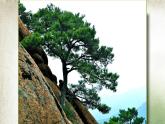 人教版小學(xué)美術(shù) 五年級下冊 第11課《學(xué)畫松樹》課件