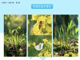 美术岭南版一年级下册 第二课《校园的春天》课件+教案