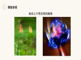 人教版小學美術一年級下冊 第11課《太空里的植物》課件