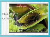 人美版小學(xué)美術(shù)二年級(jí)下冊(cè) 第2課《吃蟲(chóng)草》教學(xué)課件