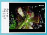 人美版小學(xué)美術(shù)二年級(jí)下冊(cè) 第2課《吃蟲(chóng)草》教學(xué)課件