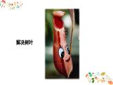人美版小學(xué)美術(shù)二年級(jí)下冊(cè) 第2課《吃蟲(chóng)草》課件