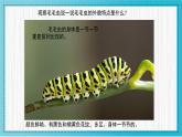 人美版小學(xué)美術(shù)二年級(jí)下冊(cè) 第6課《節(jié)節(jié)蟲》教學(xué)課件