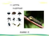 人美版小學(xué)美術(shù)二年級(jí)下冊(cè) 第6課《節(jié)節(jié)蟲》課件