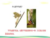 人美版小學(xué)美術(shù)二年級(jí)下冊(cè) 第6課《節(jié)節(jié)蟲》課件