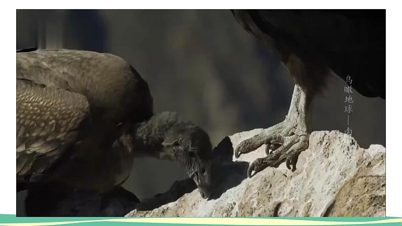 人美版小学美术二年级下册 第19课《我喜欢的鸟》课件第2页