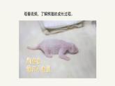 人美版小學(xué)美術(shù) 六年級下冊 第15課《我的成長記錄》課件