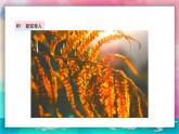【人教版】一上美術(shù)  第二單元 1 落葉去那兒了 課件+教案+視頻