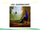 人教版（2024）小學(xué)美術(shù) 第7課《美麗的孔雀》課件
