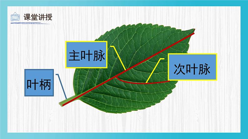 人教版（2024）小学二年级下册美术 第8课《叶子上的小“血管”》课件第6页