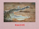 人美版小學(xué)美術(shù) 三年級下冊第6課《大嘴怪》課件
