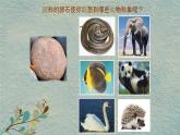 人美版小學美術 三年級下冊第15課《卵石動物造型》課件