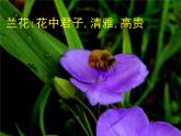 人美版小學(xué)美術(shù) 三年級(jí)下冊(cè)第16課《生活與藝術(shù)中的花》課件