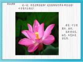 人美版小學美術(shù) 四年級下冊第1課《植物寫生》課件