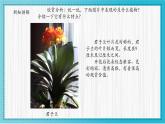 人美版小學美術(shù) 四年級下冊第1課《植物寫生》課件