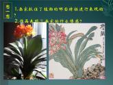 人美版小學美術(shù) 四年級下冊第1課《植物寫生》課件