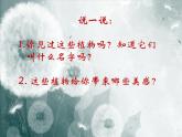 人美版小學美術(shù) 四年級下冊第1課《植物寫生》課件