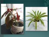 人美版小學美術(shù) 四年級下冊第1課《植物寫生》課件
