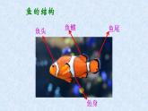 人美版小學(xué)美術(shù) 四年級(jí)下冊(cè)第9課《用彩墨畫(huà)魚(yú)》課件