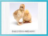 人美版小學(xué)美術(shù) 一年級(jí)下冊(cè)第3課《出殼了》教學(xué)課件