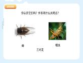 人美版小學美術 一年級下冊第10課《我和昆蟲》課件