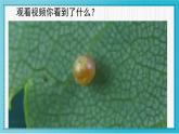 人美版小學美術 一年級下冊第10課《我和昆蟲》教學課件