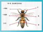 人美版小學美術 一年級下冊第10課《我和昆蟲》教學課件