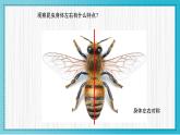 人美版小學美術 一年級下冊第10課《我和昆蟲》教學課件